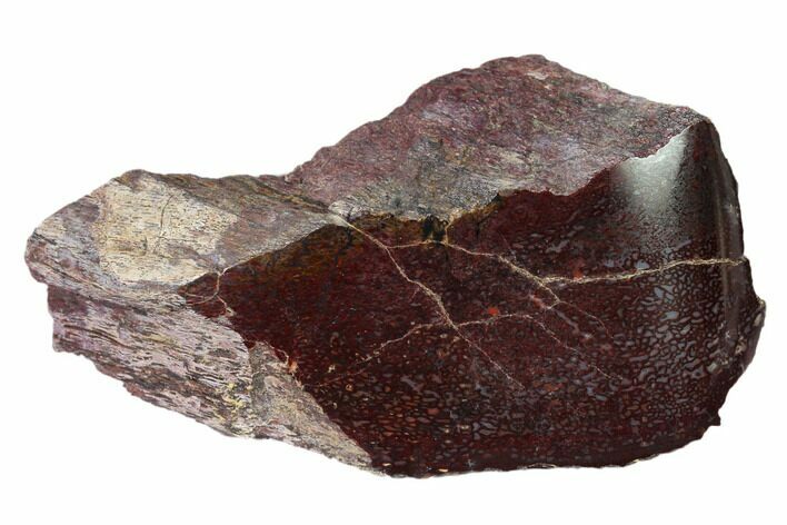 Polished Dinosaur Bone (Gembone) Section - Utah #151429